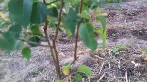 2.ЧЕРНЕЮТ ЗАСЫХАЮТ ЛИСТЬЯ ВЕТКИ У ГРУШИ УЛУЧШЕННОЕ СРЕДСТВО.БАКТЕРИОЗ ГРУШИ.ЭРВИНИЯ.ОПРЫСКАТЬ ГРУШУ
