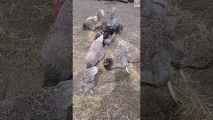 барневельдер голубоокаймленний