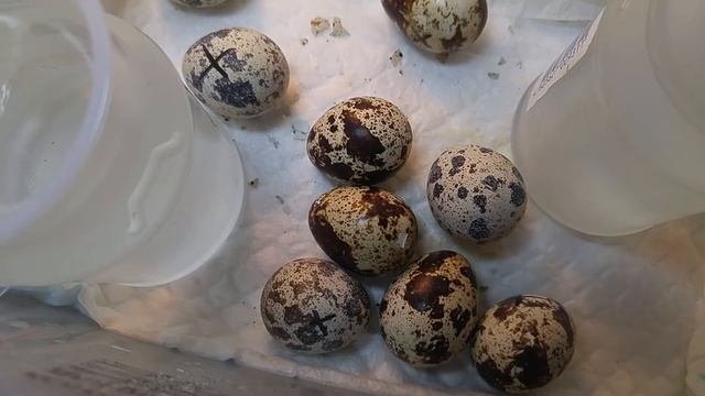 Возможный наклев. Разведение перепелов и инкубация яиц из магазина на батарее в квартире