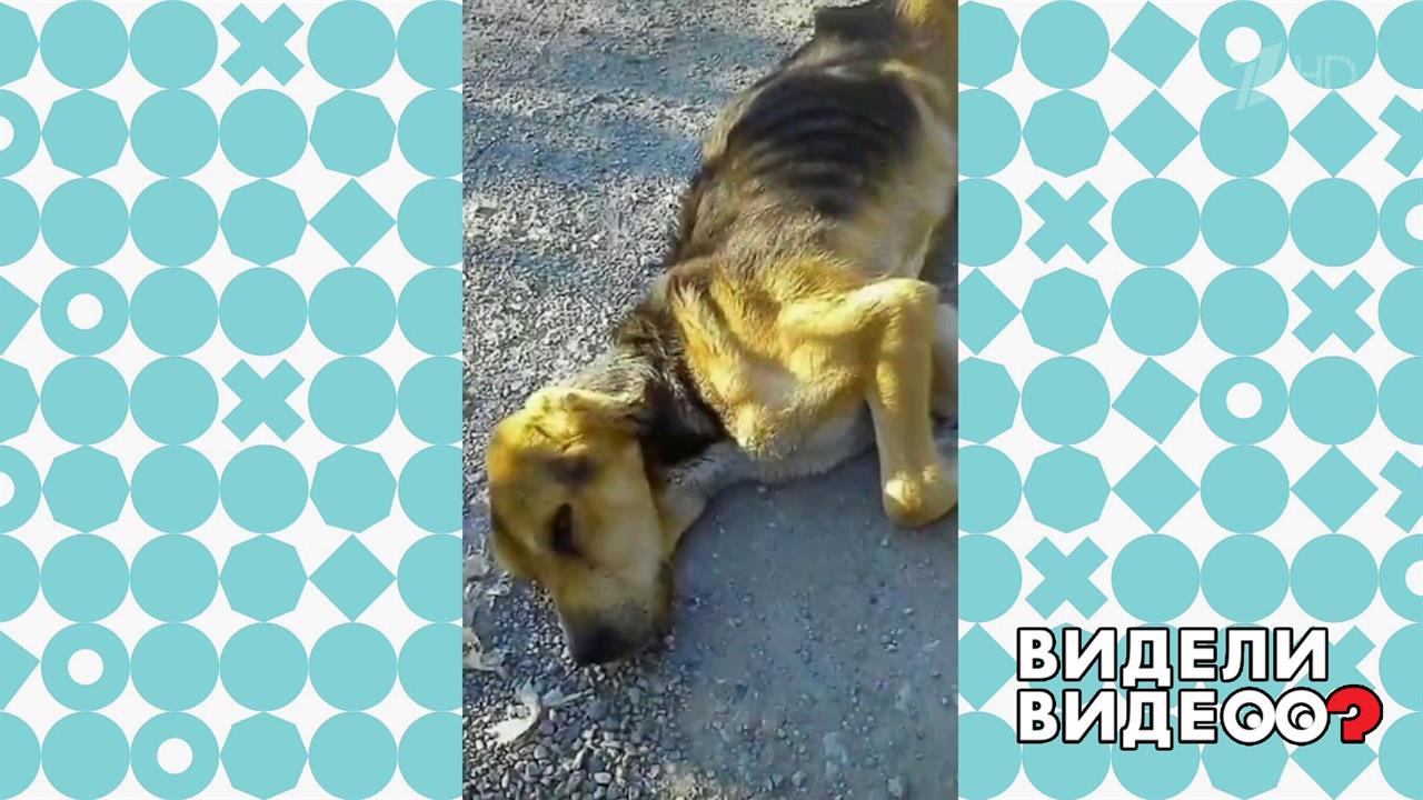 Видели видео 24. Бездомные собаки Екатеринбург. Видели видео эксперт по животным.