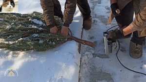 Как установить живую елку в ведро дома