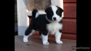 карельская медвежья собака