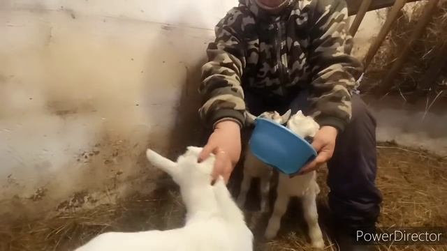 Управа/ Дойка Козы/Кормление Козлят/ На всех МОЛОКА не хватает? смотреть онлайн