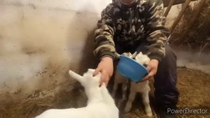 Управа/ Дойка Козы/Кормление Козлят/ На всех МОЛОКА не хватает?