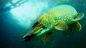 ЗРЕЛИЩНАЯ АТАКА ЩУКИ НА ЖИВЦА Рыбалка на жерлицы с эпическим концом