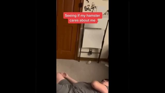 Смешные животные, которые точно украсят ваш день?Самые смешные животные 2022 смотреть онлайн