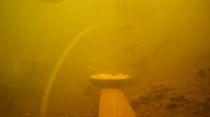 КОФЕ 3 в 1 В ПРИКОРМКУ, ТЕСТ! РЕАКЦИЯ РЫБЫ НА MACCOFFEE ПОДВОДНАЯ СЪЕМКА НА КАМЕРУ