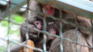 Макака кормит детеныша (Macaca fuscata)
