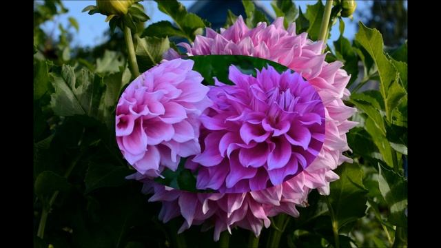 Георгины Vera's Elma и Hallwood Enwoy. Dahlias Vera's Elma and Hallwood Enwoy