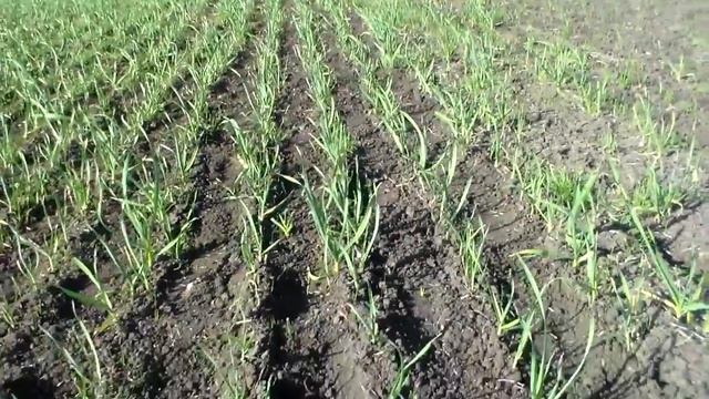 Состояние чеснока 21 апреля 2018 год. смотреть онлайн