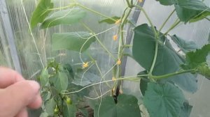 Формирование огурца в теплице