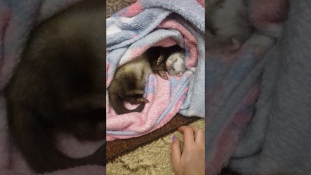 Как спят хорьки смотреть онлайн