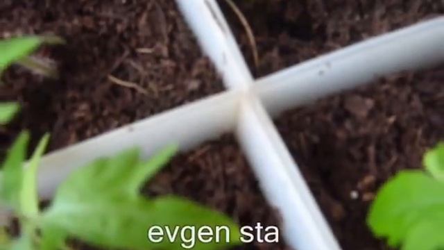 Мошки на рассаде, мушки на рассаде, смотреть онлайн