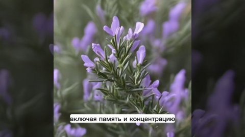 Розмарин полезные свойства. Применение розмарина. как использовать розмарин