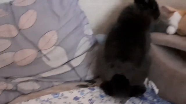 кролик или морская свинка? смотреть онлайн