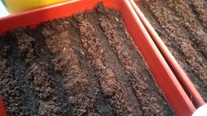 Посев бегонии вечноцветущей 30.11.20