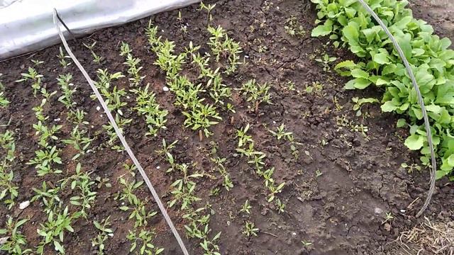 УХОД ЗА РАССАДОЙ В ПАРНИКЕ.