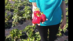 Обязательно посадите этот сорт гигантской клубники у себя на огороде!