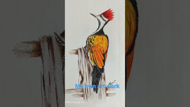 @YouTube @ArtGalleryTube1 #art #colouredpencil #myart #realistic #birddrawing #birds