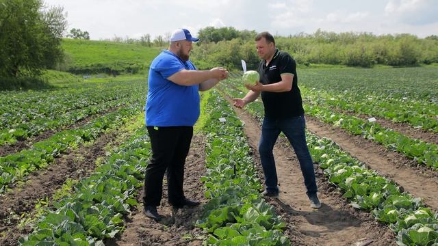 РОСБЕРГ F1 | Овощная Усадьба смотреть онлайн