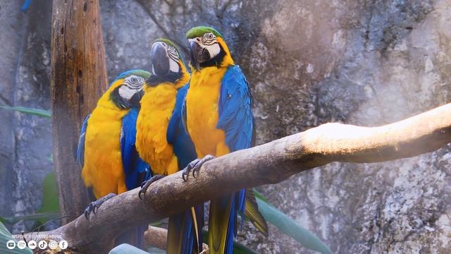 Исцеляющая музыка для сердца и сосудов ? Нежная музыка успокаивает нервную систему 6