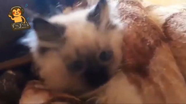 Невская Маскарадная.В наличии смотреть онлайн