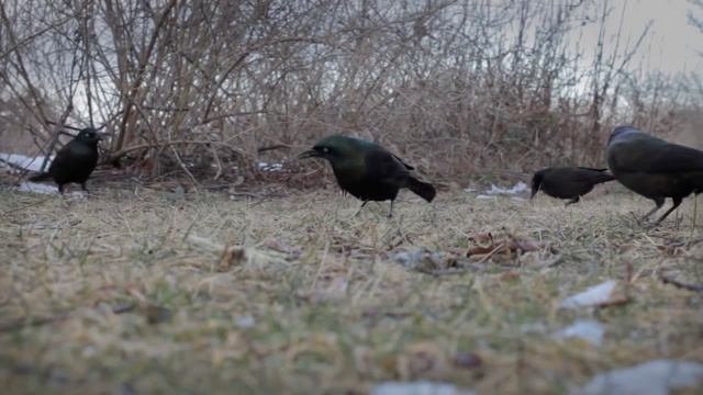 Common Grackle - Feeding in The Wild смотреть онлайн