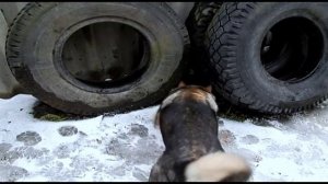 Притравка по барсуку молодых лаек