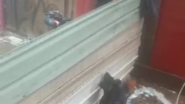 Ягдтерьер. щенки. German jagdterrier смотреть онлайн