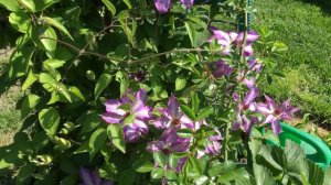 Клематис Серафина