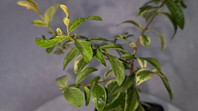 Мирт Гранд 3