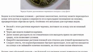 Биденс ферулелистная выращивание из семян Посадка и уход в открытом грунте Фото сортов