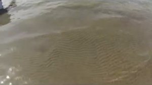 Гибрид леща и воблы!Бара!