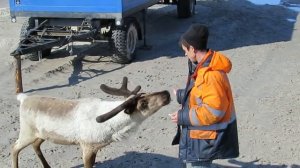 Ручной олень