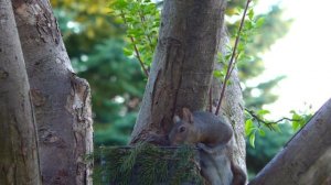 Кино для собак?и кошек?- лови птицу