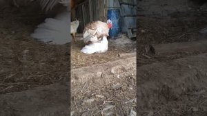Индюки осеменение