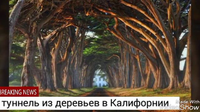 Топ самых красивых деревьев мира