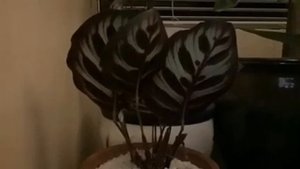 Calathea Makoyana Time Lapse