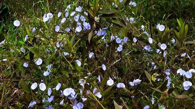 Glória-da-manhã, Ipomoea purpurea, Cultivando vidas, Campainha, Plantas decorativas, смотреть онлайн
