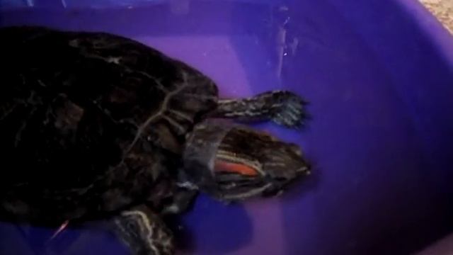 Красноухая мексиканка любит вкусно покушать. Trachemys scripta. смотреть онлайн