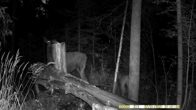 Как когда и какие лоси ходят на наши солонцы.Природа.Лоси на солонце июль.Лето 2021 смотреть онлайн