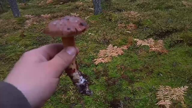 ПОХОД В ЛЕС ЗА ГРИБАМИ.mp4 смотреть онлайн
