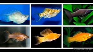 Определение пола у молинезий