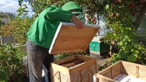 Слабые отводки в зиму. Подготовка слабых пчелиных отводков к зимовке на улице