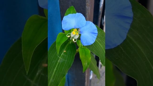 Commelina communis - Asiatic dayflower