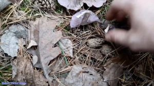 Рядовка серовато-сиреневая - гриб, который путают с рядовкой фиолетовой | lepista glaucocana