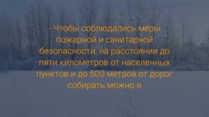 Какие правила сбора валежника устанавливают российские регионы
