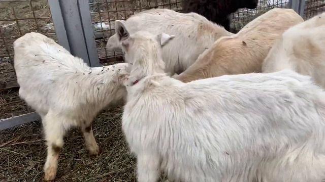Козлята зааненской породы смотреть онлайн