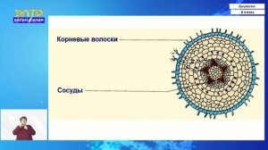 6-класс | Биология |  Всасывание корнями воды и минеральных солей, дыхание и рост корней