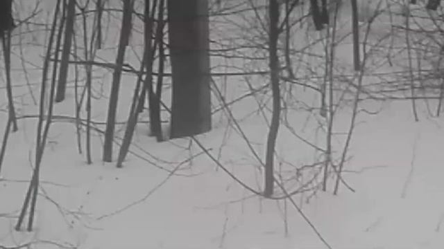 Албасты Борман лобовая, как на ИПР, возраст 12 месяцев смотреть онлайн